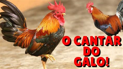 o galo cantando|Efeito Sonoro Do Galo Cantando Pela Manhã Efeito sonoro MP3